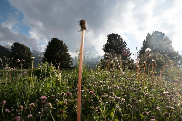 Wildflower meadow and larches under a stormy sky