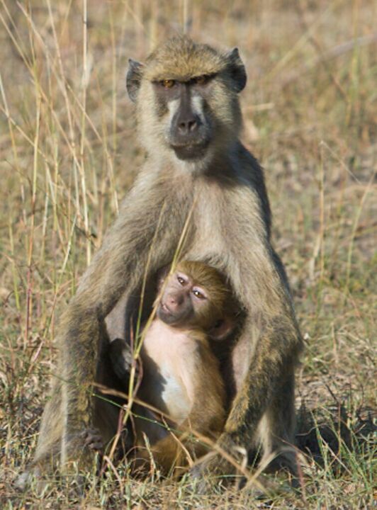 Baboon mother holding her baby