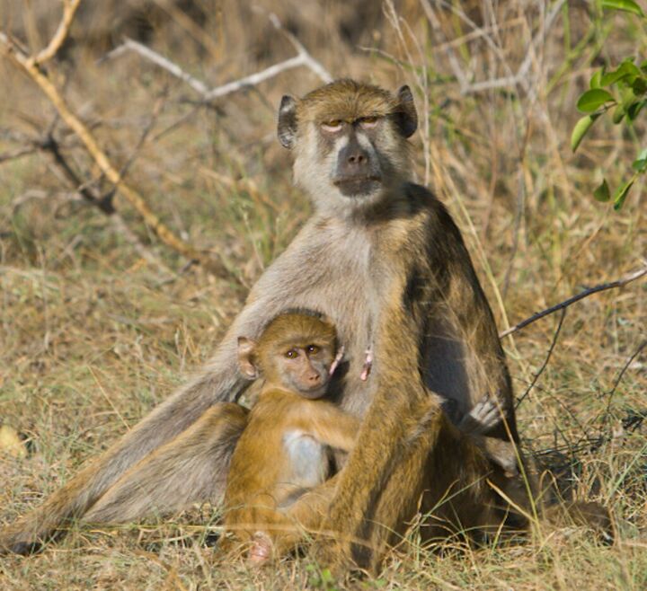 Baboon mother holding her baby in dry grass