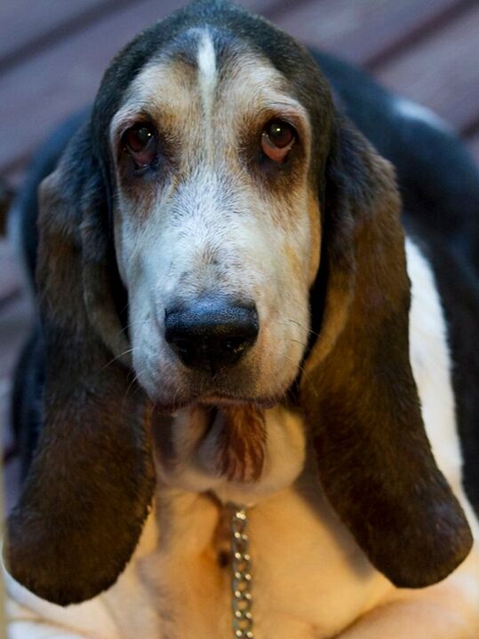 Basset hound looking into the camera