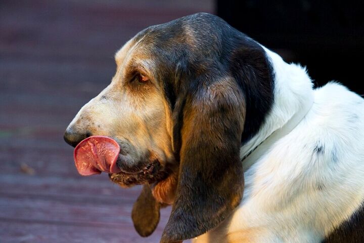 Basset hound licking its nose