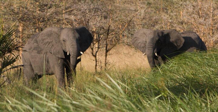 Two elephants in tall grass