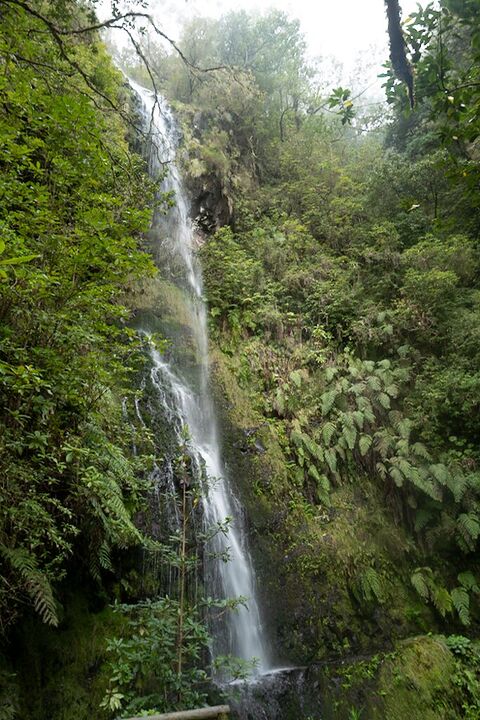 Waterfall in a fern forest