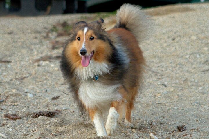 Harry the Shetland sheepdog trotting across sand