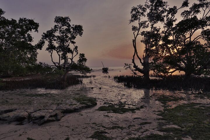 Mangroves silhouetted against the evening sky
