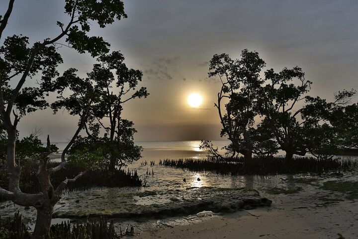 Mangroves silhouetted at dusk with the sun low over the water