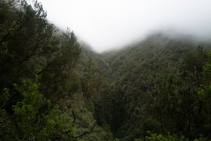 Mist over a forested ridge
