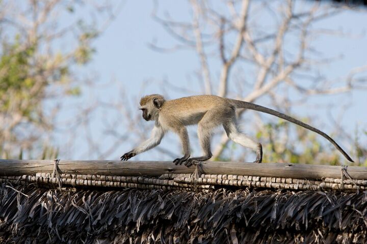 A monkey walking along a thatched roof