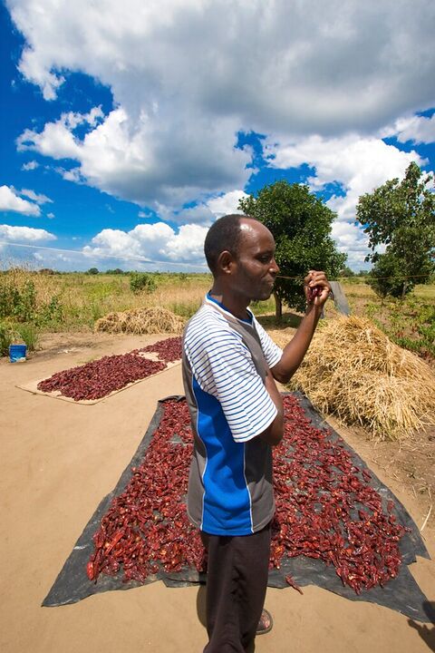 Farmer beside red peppers drying on a tarp under a big sky