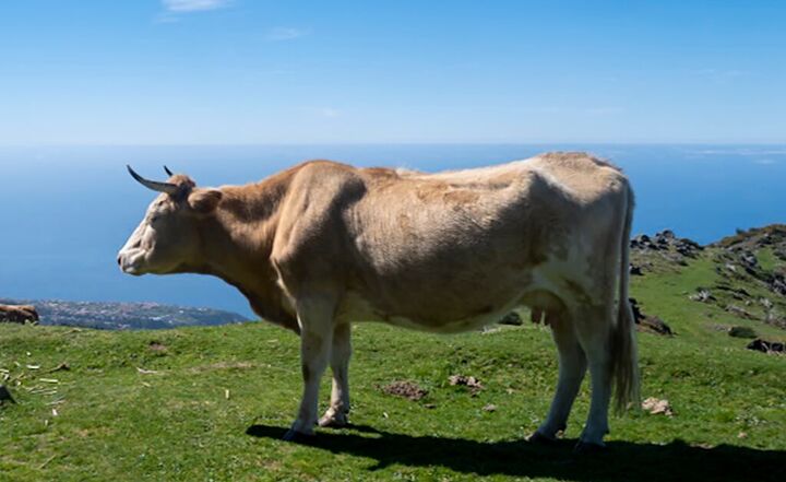 A cow grazing high above the Atlantic