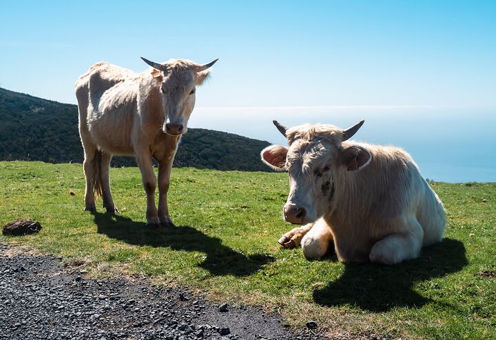 Two cows on a high plateau above the Atlantic