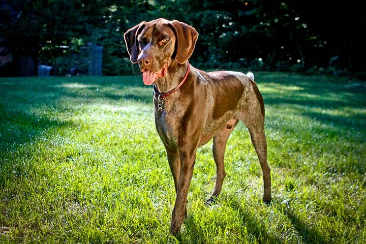 German shorthaired pointer standing in sunlit grass