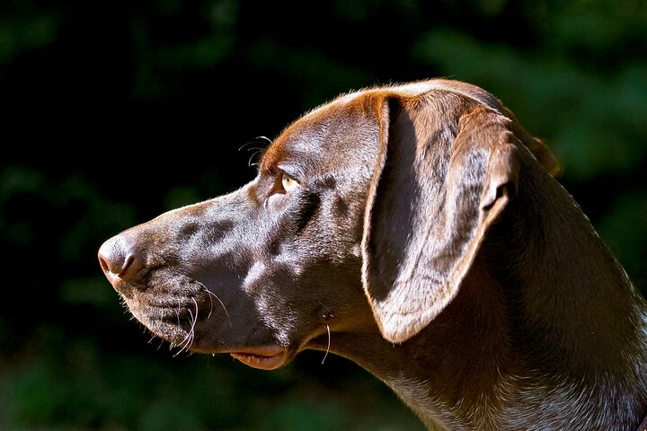 German shorthaired pointer in profile against a dark background