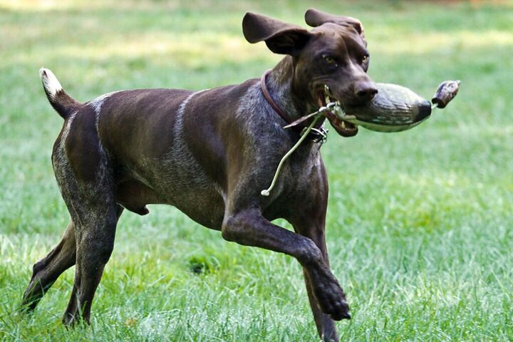 Pointer carrying a toy mid-stride