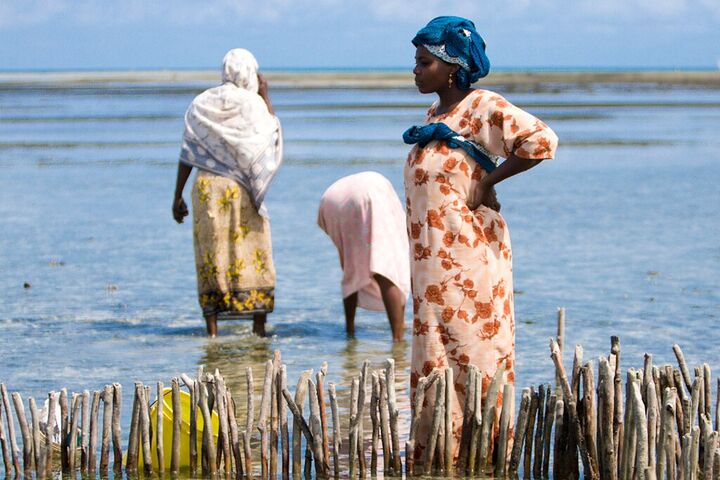 Seaweed farmers working among wooden stakes in shallow water