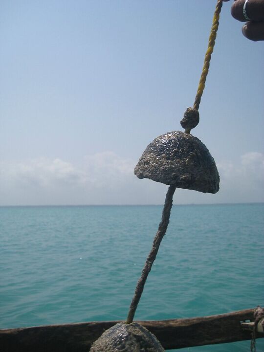 A shell hanging from a line over the sea