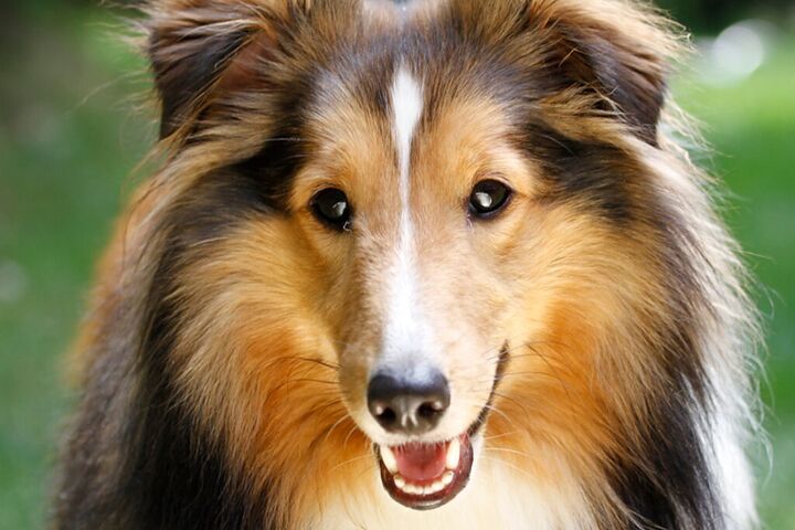 Shetland sheepdog portrait