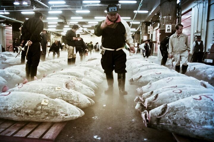 Frozen tuna laid out in rows before the auction
