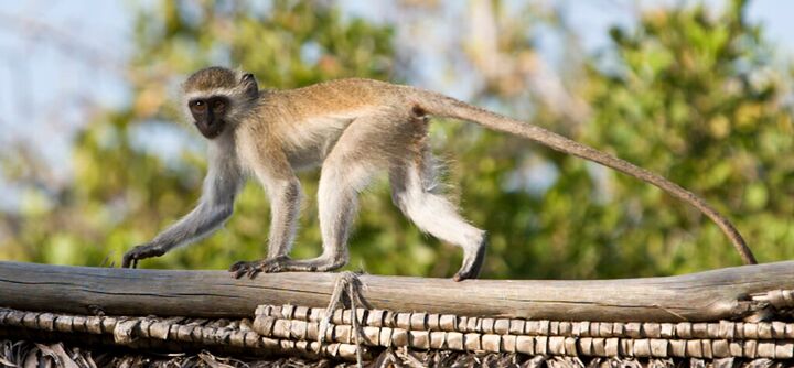 Vervet monkey walking along a thatched roof