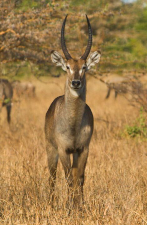A waterbuck standing in golden grass