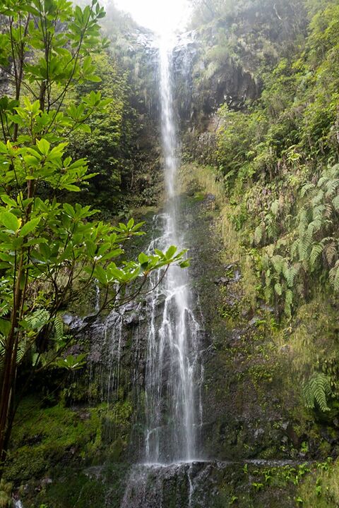 Tall waterfall in a fern-covered gorge