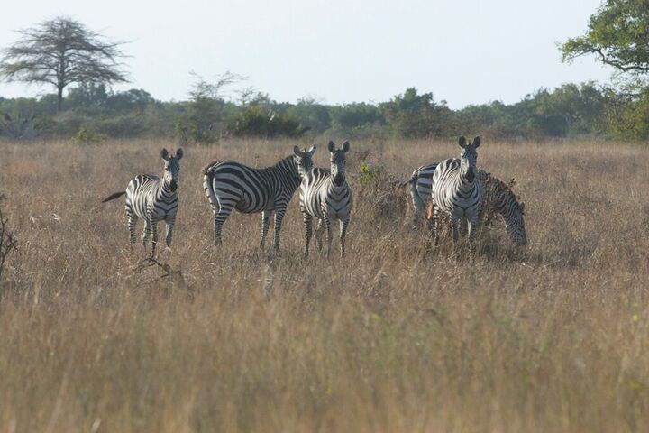 A herd of zebras on the savanna