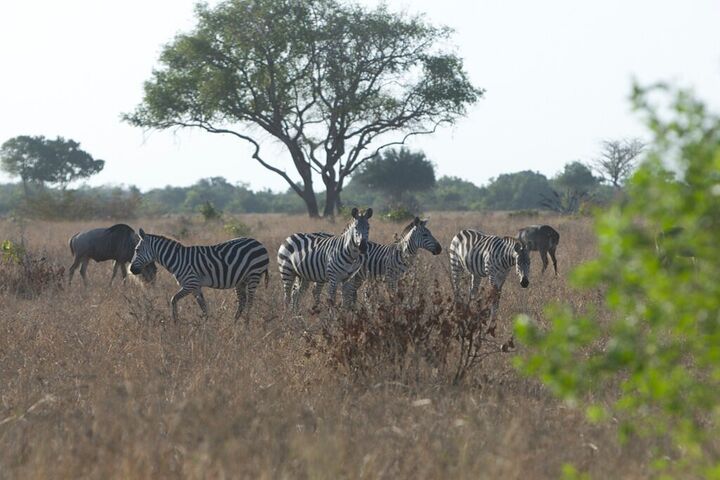 Zebras beneath an acacia tree